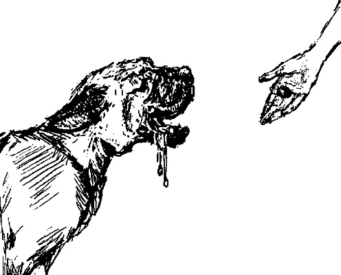 Иллюстрация к книге — Cобака. Полное руководство по дрессировке и уходу [i_081.jpg]