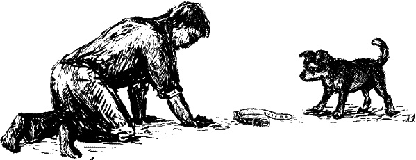 Иллюстрация к книге — Cобака. Полное руководство по дрессировке и уходу [i_083.jpg]