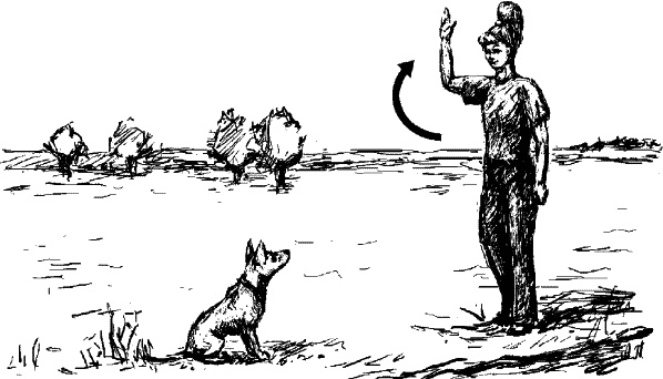 Иллюстрация к книге — Cобака. Полное руководство по дрессировке и уходу [i_089.jpg]