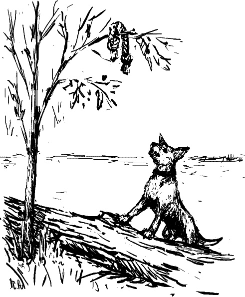 Иллюстрация к книге — Cобака. Полное руководство по дрессировке и уходу [i_098.jpg]