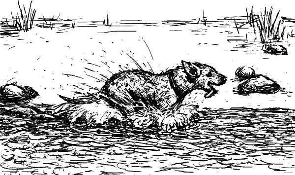 Иллюстрация к книге — Cобака. Полное руководство по дрессировке и уходу [i_104.jpg]