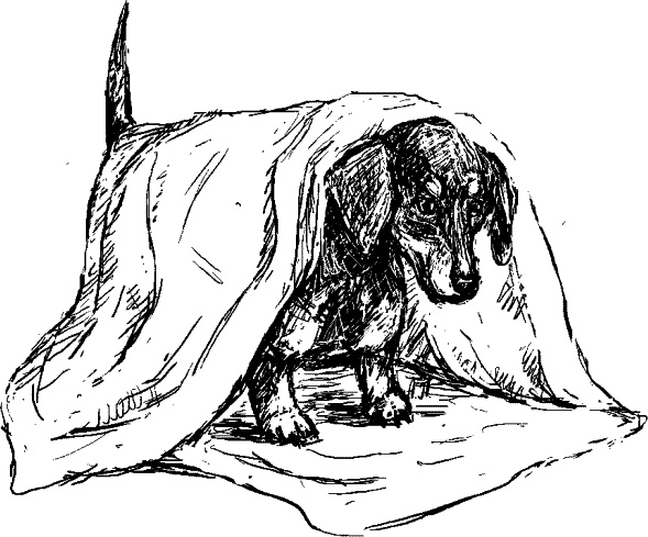 Иллюстрация к книге — Cобака. Полное руководство по дрессировке и уходу [i_112.jpg]