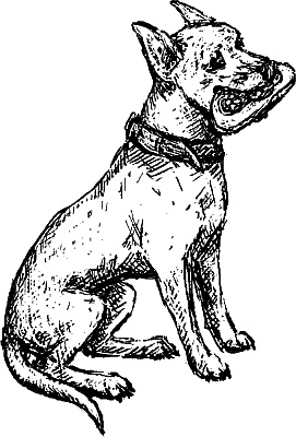 Иллюстрация к книге — Cобака. Полное руководство по дрессировке и уходу [i_115.jpg]