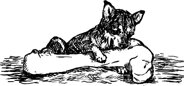 Иллюстрация к книге — Cобака. Полное руководство по дрессировке и уходу [i_117.jpg]