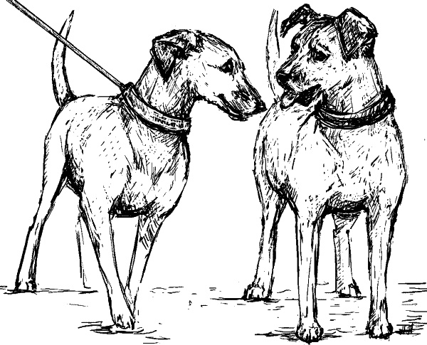 Иллюстрация к книге — Cобака. Полное руководство по дрессировке и уходу [i_122.jpg]