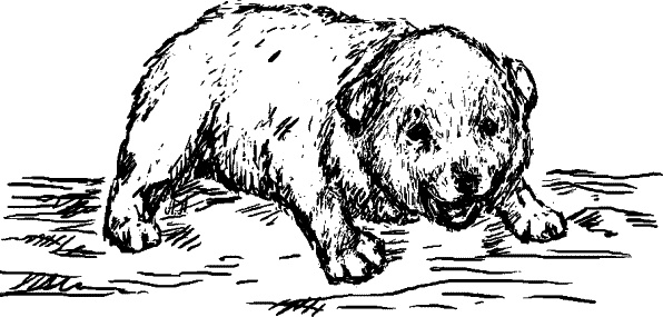 Иллюстрация к книге — Cобака. Полное руководство по дрессировке и уходу [i_124.jpg]