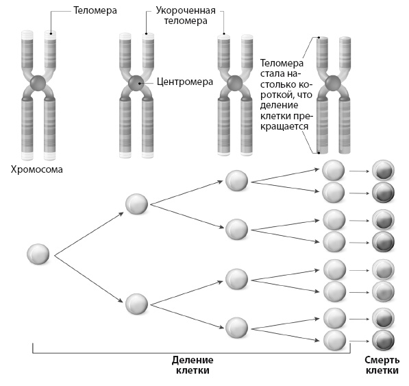 Иллюстрация к книге — Эволюция и подсознание. Как наше прошлое определяет будущее. Человек – дитя вселенной [i_009.jpg]