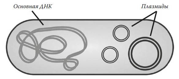 Иллюстрация к книге — Мифы о микробах и вирусах. Как живет наш внутренний мир [i_015.jpg]