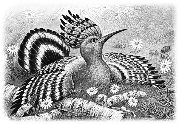 Иллюстрация к книге — Сказки и рассказы [_006copy.jpg]