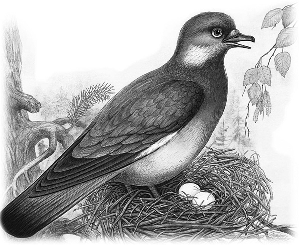 Иллюстрация к книге — Сказки и рассказы [_014copy.jpg]