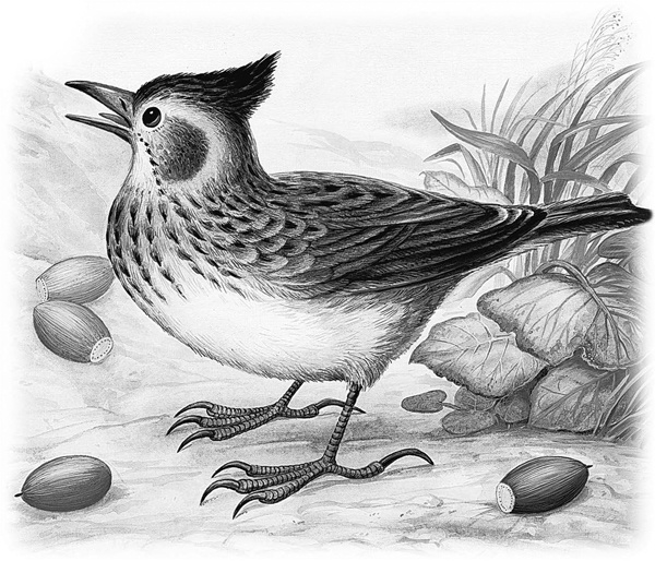 Иллюстрация к книге — Сказки и рассказы [_025copy.jpg]