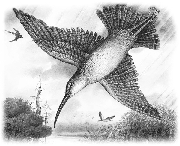 Иллюстрация к книге — Сказки и рассказы [_040copy.jpg]