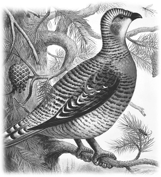 Иллюстрация к книге — Сказки и рассказы [_047.jpg]