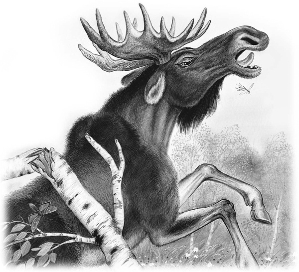 Иллюстрация к книге — Сказки и рассказы [_049copy.jpg]