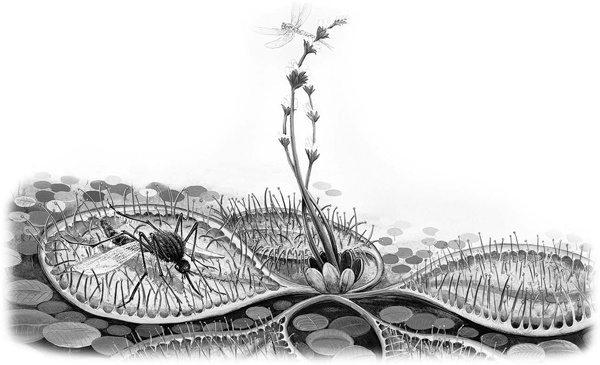 Иллюстрация к книге — Сказки и рассказы [_052copy.jpg]