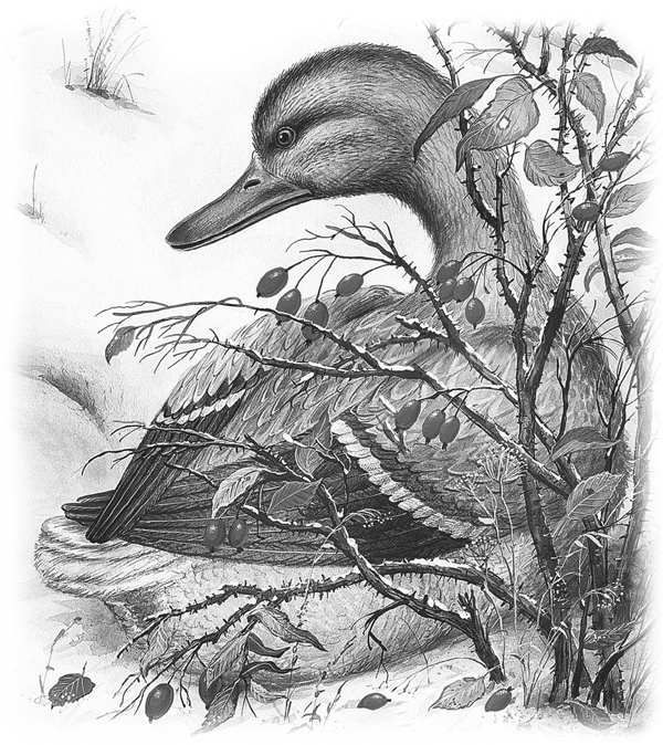 Иллюстрация к книге — Сказки и рассказы [_054copy.jpg]