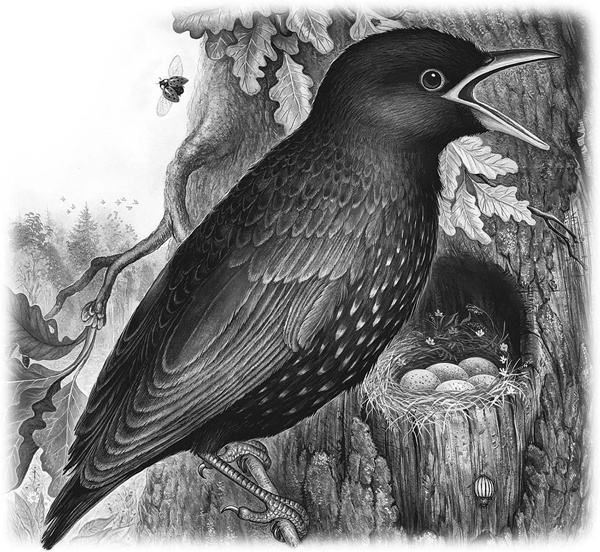 Иллюстрация к книге — Сказки и рассказы [_058copy.jpg]