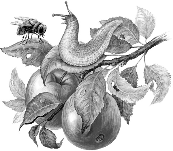 Иллюстрация к книге — Сказки и рассказы [_091copy.jpg]