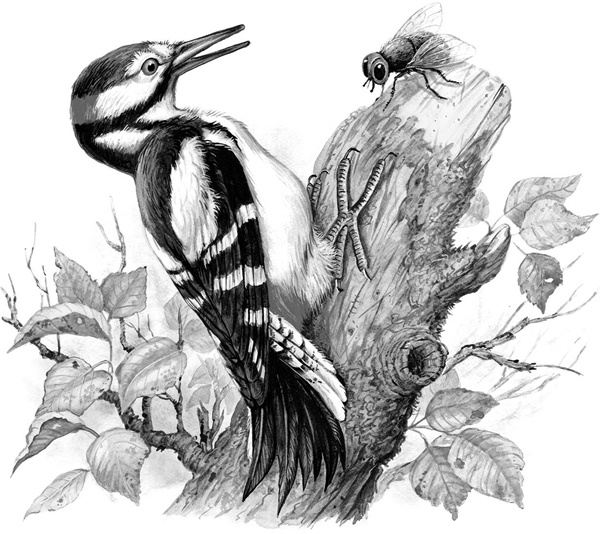 Иллюстрация к книге — Сказки и рассказы [_094copy.jpg]