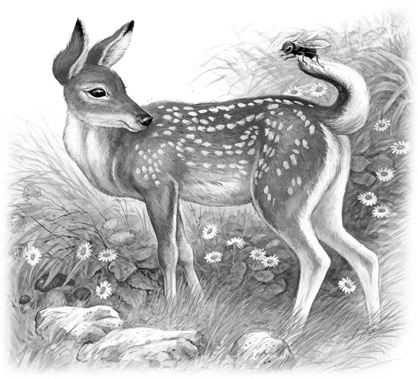 Иллюстрация к книге — Сказки и рассказы [_096copy.jpg]