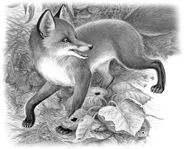 Иллюстрация к книге — Сказки и рассказы [_097copy.jpg]