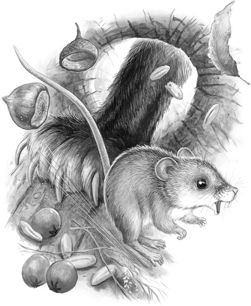 Иллюстрация к книге — Сказки и рассказы [_105.jpg]