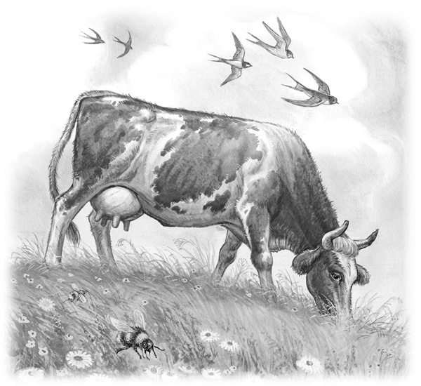 Иллюстрация к книге — Сказки и рассказы [_114copy.jpg]