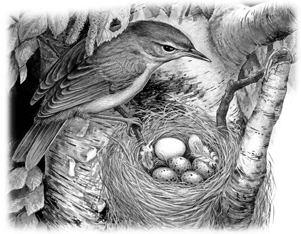 Иллюстрация к книге — Сказки и рассказы [_142copy.jpg]