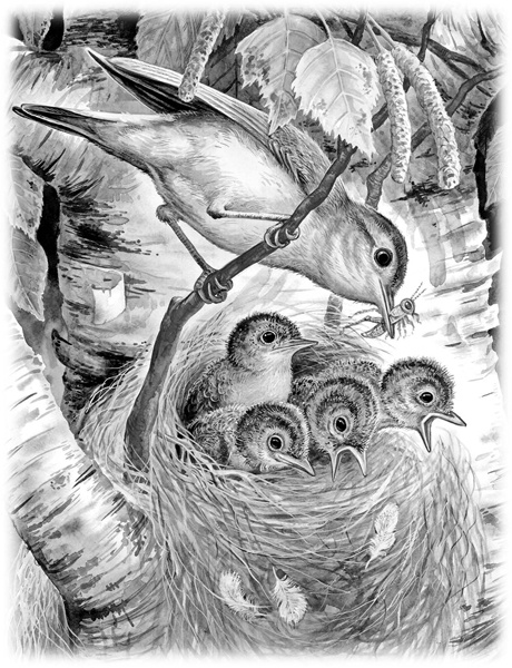 Иллюстрация к книге — Сказки и рассказы [_146.jpg]