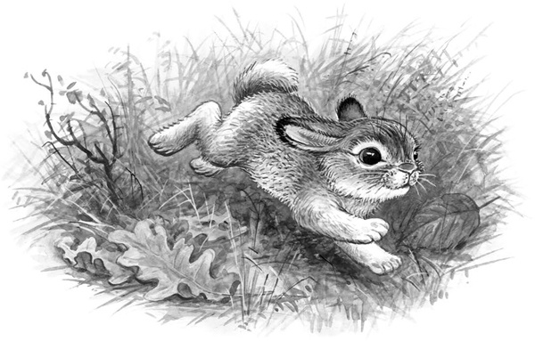 Иллюстрация к книге — Сказки и рассказы [_181copy.jpg]