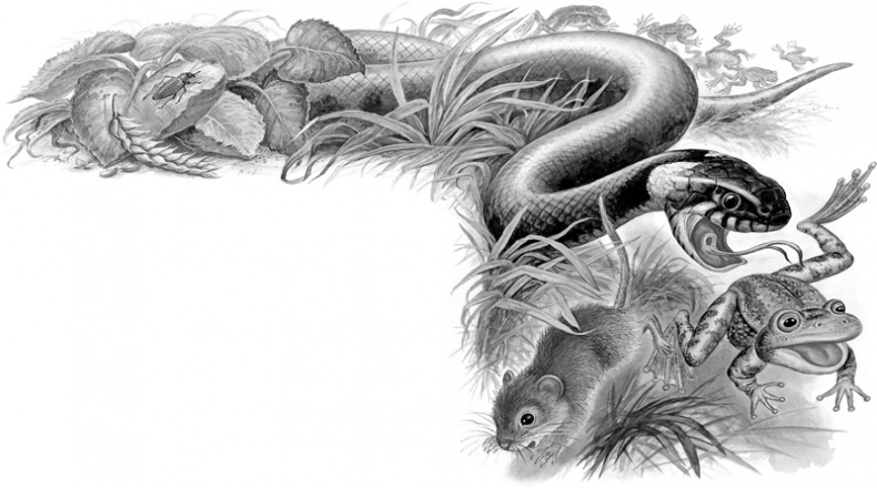 Иллюстрация к книге — Сказки и рассказы [_194195.jpg]