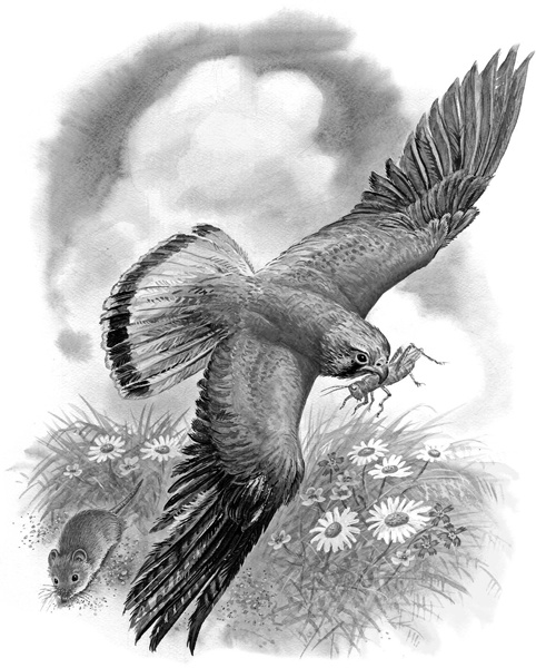 Иллюстрация к книге — Сказки и рассказы [_201.jpg]