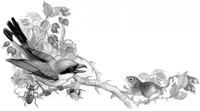 Иллюстрация к книге — Сказки и рассказы [_204205.jpg]