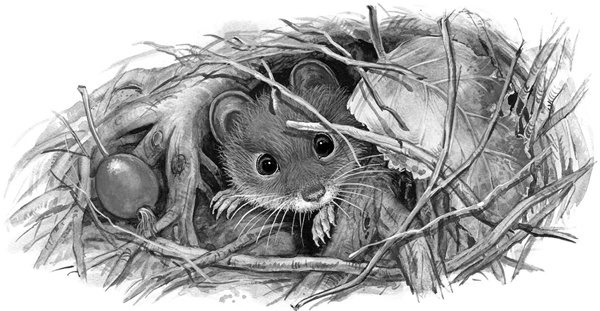 Иллюстрация к книге — Сказки и рассказы [_206copy.jpg]