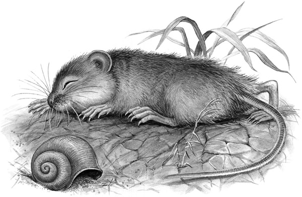 Иллюстрация к книге — Сказки и рассказы [_207copy.jpg]