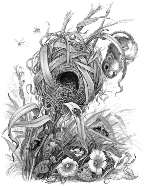 Иллюстрация к книге — Сказки и рассказы [_215.jpg]