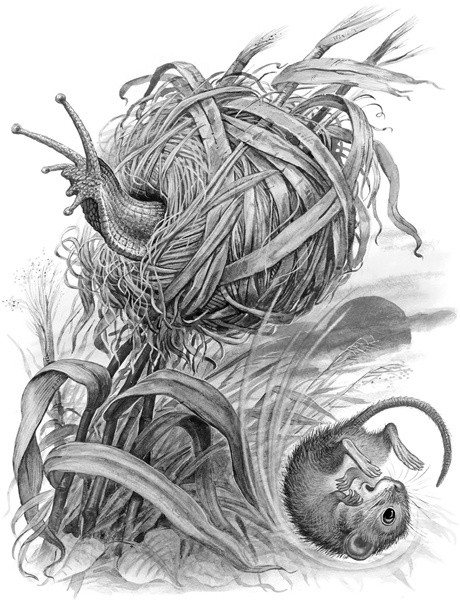 Иллюстрация к книге — Сказки и рассказы [_217.jpg]