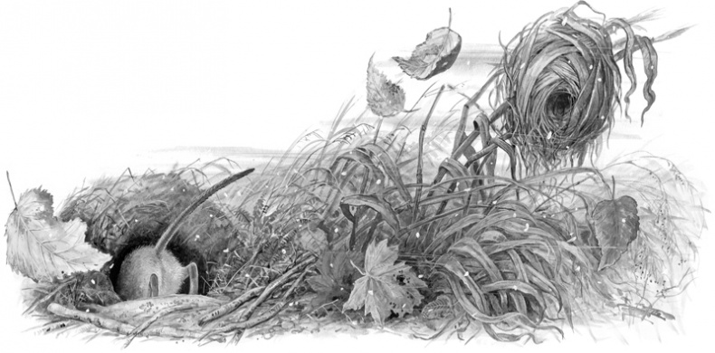 Иллюстрация к книге — Сказки и рассказы [_222223.jpg]