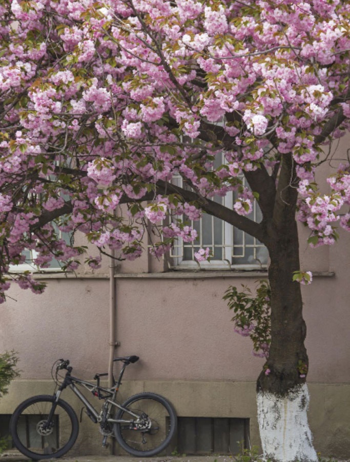 Иллюстрация к книге — Wabi Sabi. Японские секреты истинного счастья в неидеальном мире [i_004.jpg]