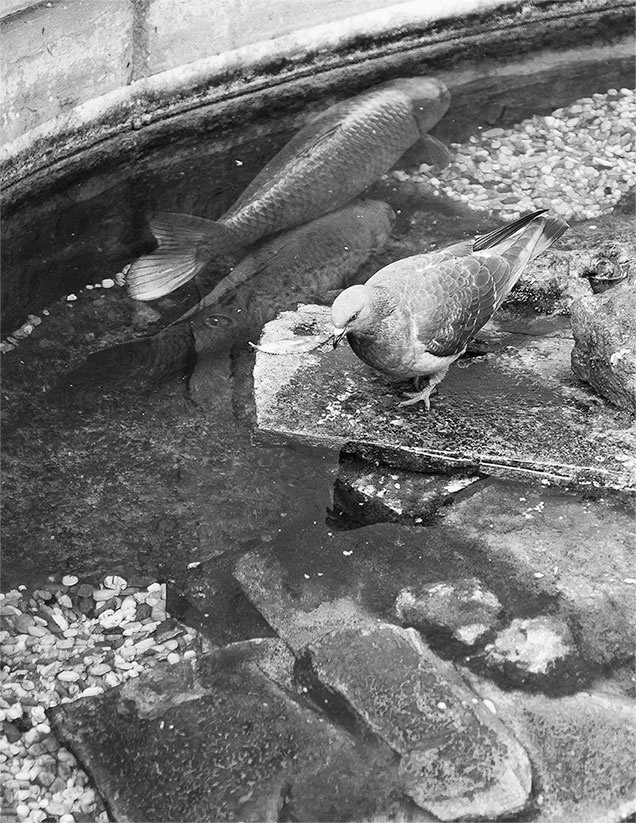 Иллюстрация к книге — Только Венеция. Образы Италии XXI [i_045.jpg]