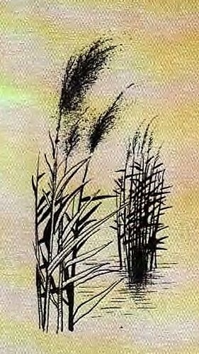 Иллюстрация к книге — Сказочное мореплавание [i_005.jpg]