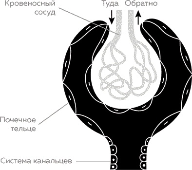 Иллюстрация к книге — Мужское здоровье. Как у вас с ним? [i_017.jpg]