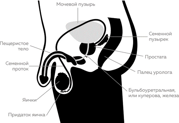Иллюстрация к книге — Мужское здоровье. Как у вас с ним? [i_020.jpg]