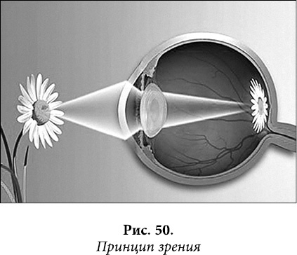 Иллюстрация к книге — Квантовая биомеханика тела. Методика оздоровления опорно-двигательного аппарата человека. Часть 1 [_39.jpg]