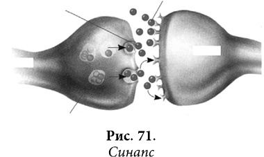 Иллюстрация к книге — Квантовая биомеханика тела. Методика оздоровления опорно-двигательного аппарата человека. Часть 1 [_58.jpg]