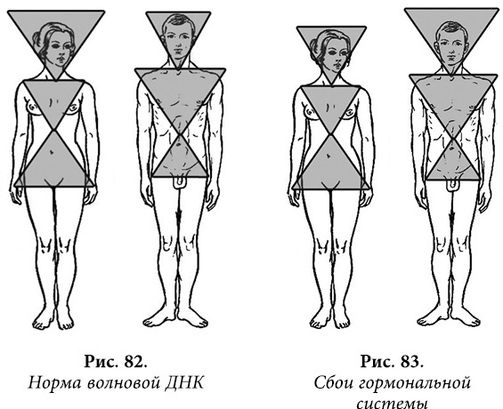 Иллюстрация к книге — Квантовая биомеханика тела. Методика оздоровления опорно-двигательного аппарата человека. Часть 1 [_69.jpg]