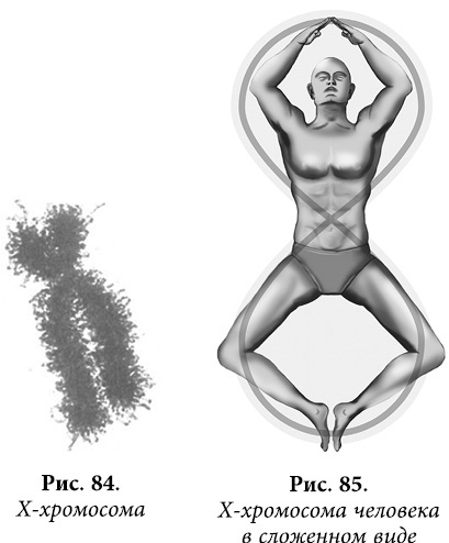 Иллюстрация к книге — Квантовая биомеханика тела. Методика оздоровления опорно-двигательного аппарата человека. Часть 1 [_70.jpg]
