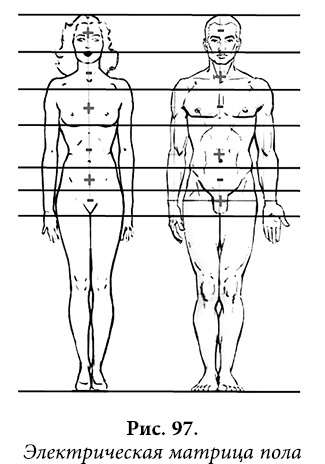 Иллюстрация к книге — Квантовая биомеханика тела. Методика оздоровления опорно-двигательного аппарата человека. Часть 1 [_80.jpg]