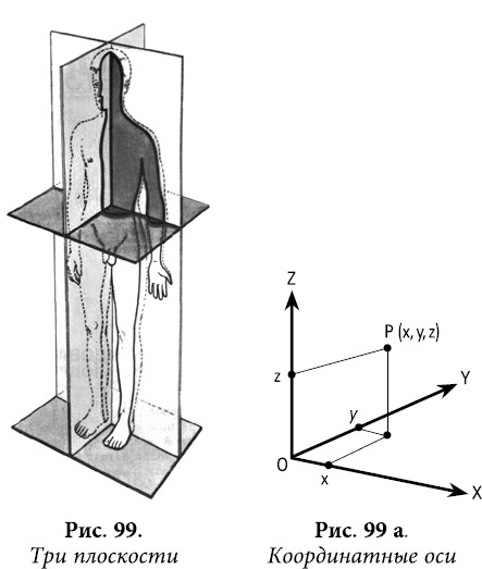 Иллюстрация к книге — Квантовая биомеханика тела. Методика оздоровления опорно-двигательного аппарата человека. Часть 1 [_82.jpg]