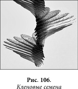 Иллюстрация к книге — Квантовая биомеханика тела. Методика оздоровления опорно-двигательного аппарата человека. Часть 1 [_87.jpg]